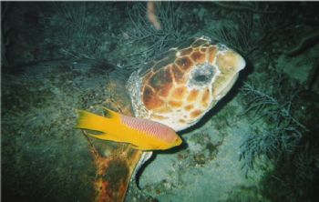 Hawksbill and Spanish Hogfish taken in Jupiter, Fl with S... by Joseph Retty 